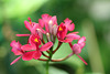 Epidendrum ibaguense