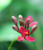 Epidendrum en début de floraison