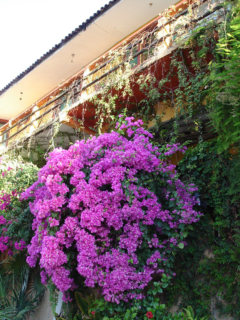 Puerto Angel, Oaxaca. Mexique / 14 janvier 2011.