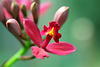 Epidendrum en début de floraison