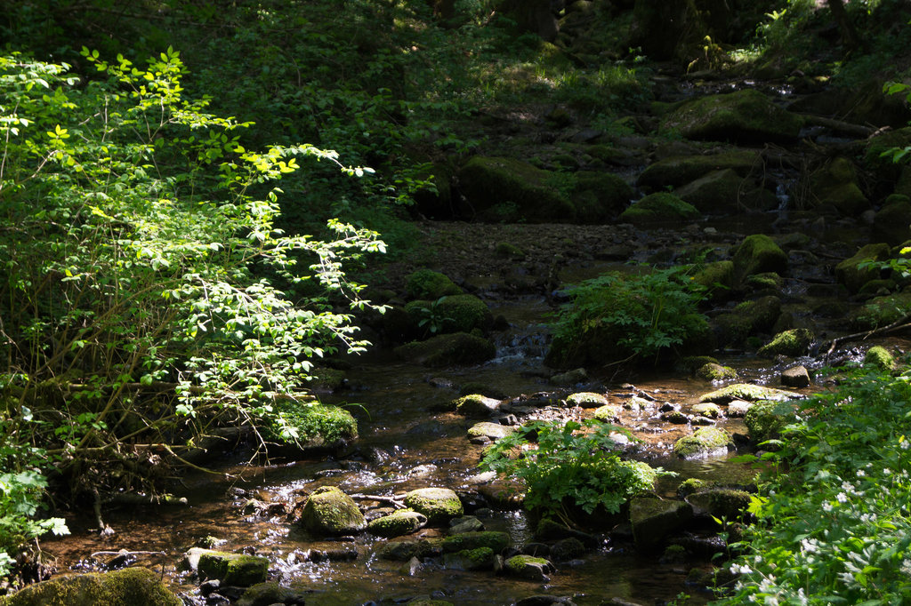 Schwarzwald Lotenbach DSC05773