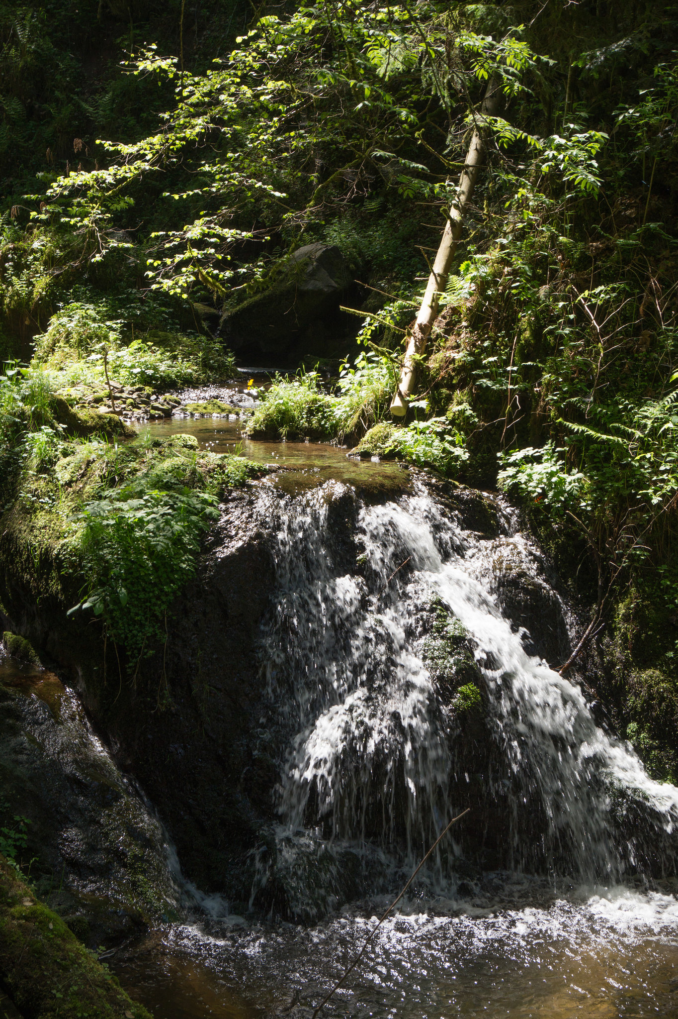 Schwarwald Lotenbachklamm