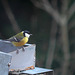 mésange fière