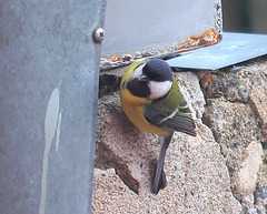 Mésange charbonnière
