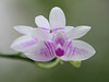 Phalaenopsis modesta