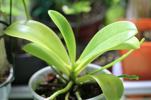 Phal. pulchra