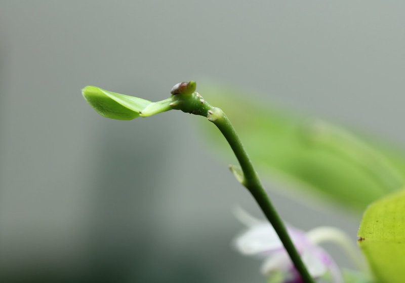 Keiki de phal.modesta