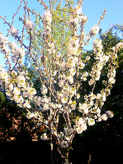 Cerezo en flor.