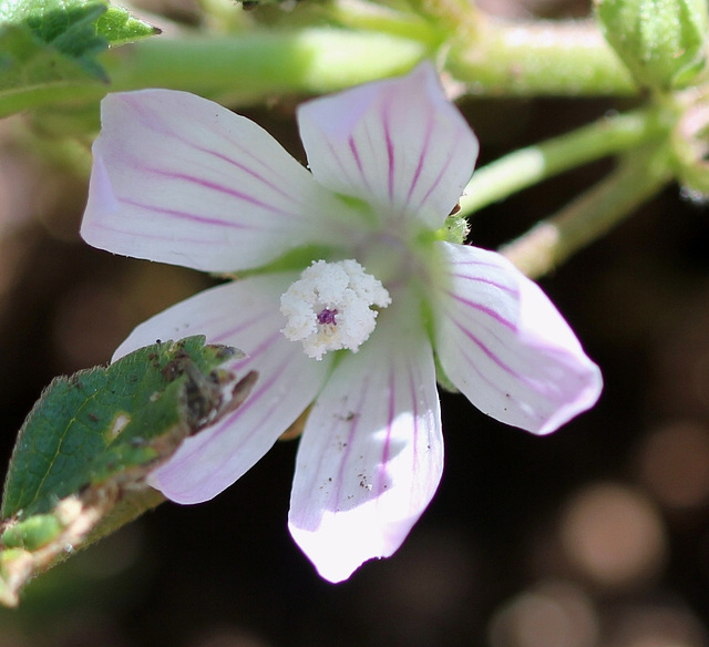 Malva neglecta