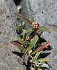 Polygonum