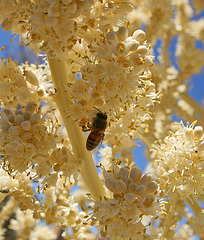 Bee in a Nolina Flower (0154)