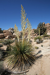 Flowering Nolina in Hidden Valley (0130)