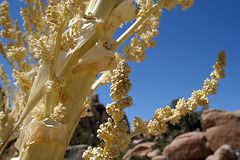 Flowering Nolina in Hidden Valley (0133)