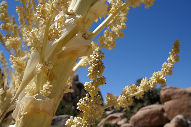 Flowering Nolina in Hidden Valley (0133)