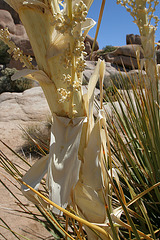 Flowering Nolina in Hidden Valley (0135)