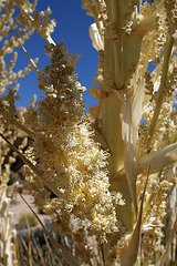 Flowering Nolina in Hidden Valley (0136)