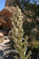 Flowering Nolina in Hidden Valley (0137)