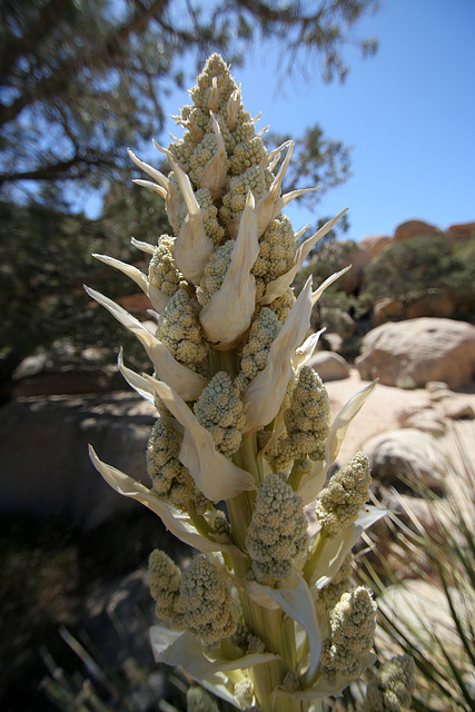 Flowering Nolina in Hidden Valley (0138)