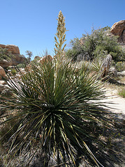 Flowering Nolina in Hidden Valley (0140)