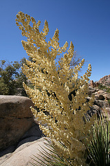 Flowering Nolina in Hidden Valley (0150)