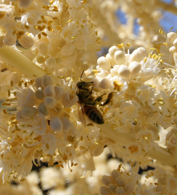 Flowering Nolina in Hidden Valley (0153)