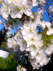 Flores de cerezo.