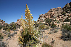 Flowering Nolina in Hidden Valley (0157)