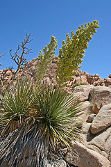 Flowering Nolina in Hidden Valley (0170)