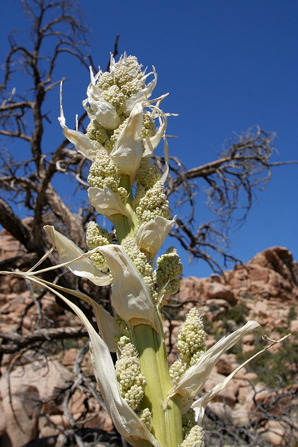 Flowering Nolina in Hidden Valley (0172)