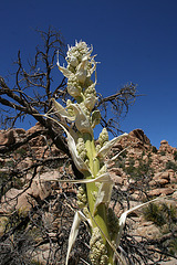 Flowering Nolina in Hidden Valley (0173)