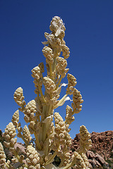 Flowering Nolina in Hidden Valley (0174)