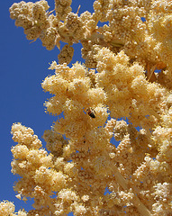 Flowering Nolina in Hidden Valley (0178)