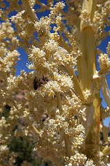 Flowering Nolina With Bee in Hidden Valley (0166)