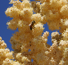 Flowering Nolina With Bee in Hidden Valley (0179)