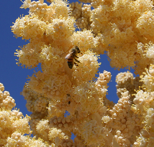 Flowering Nolina With Bee in Hidden Valley (0179)