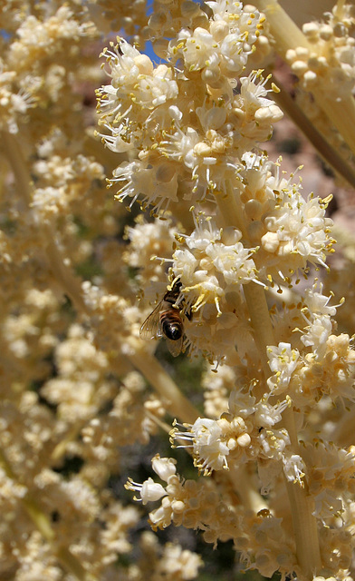 Nolina Bloom and Bee in Hidden Valley (0165