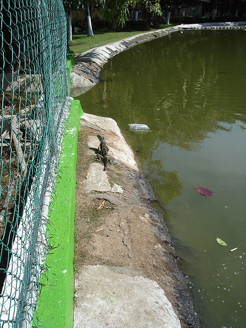 Acapulco, Mexique / 8 février 2011.