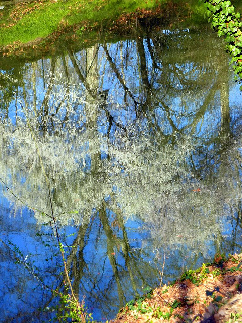 Reflets de printemps