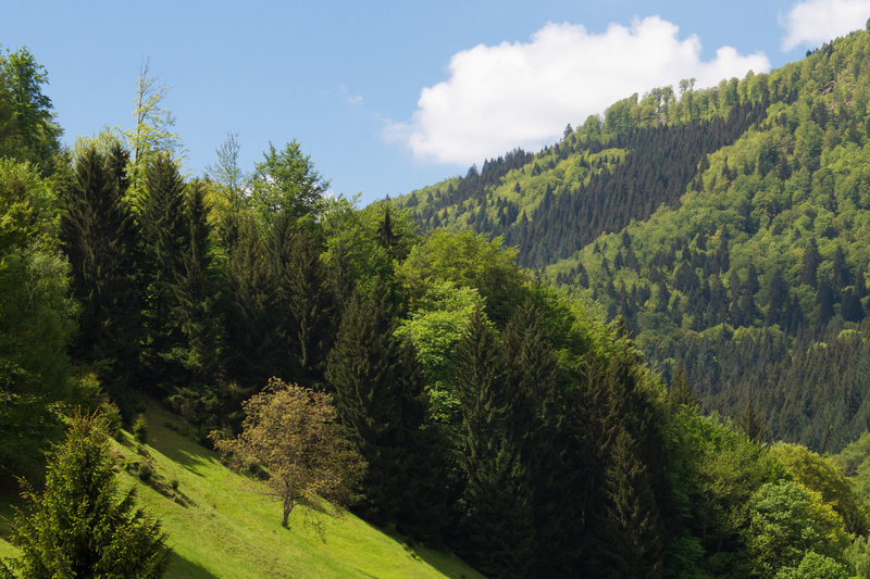 Schwarzwald Hasenhorn DSC05587