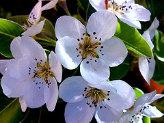 Flores de peral.