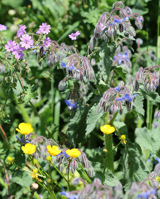 geranium -bourrache-renoncule