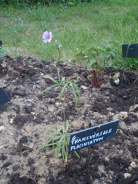 géranium transversale placiniatum P4221280 géranium transversale placiniatum P4221280