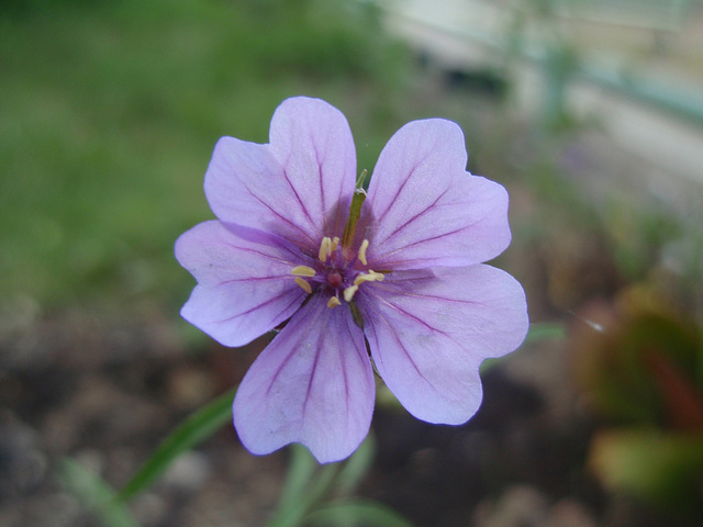 géranium transversale placiniatum P4221281
