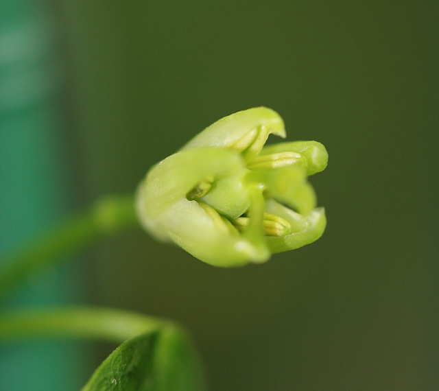Passiflora tulae- bouton