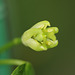 Passiflora tulae- bouton