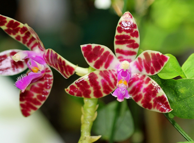 Phalaenopsis hieroglyphica X mariae