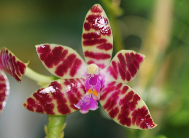 Phalaenopsis hieroglyphica X mariae