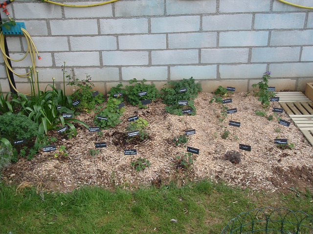 groupe géraniums P4221296