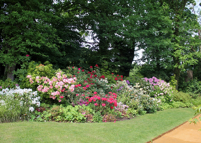 Massif de rhododendrons