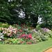 Massif de rhododendrons